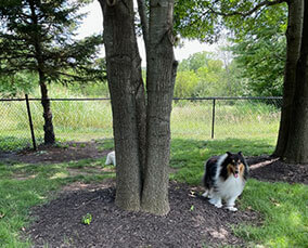 Mary's dog