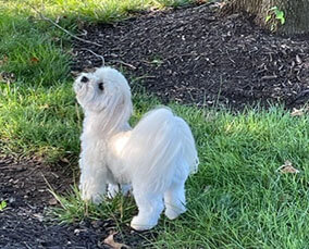 Mary's white dog